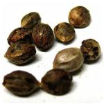 Семена марихуаны АК-47  (Seeds AK-47) в Гагарине